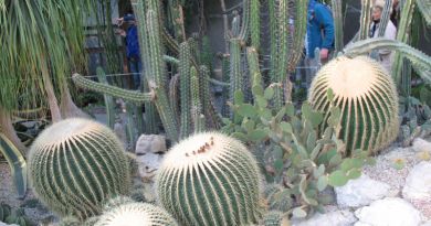 Экскурсии в Никитский ботанический сад из Алупки 2024